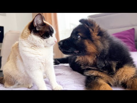 German Shepherd Puppy Meets Cat for the First Time