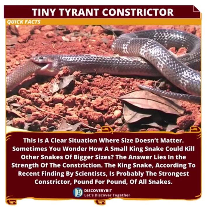 King Snakes: The Deadly Constrictors of the Animal Kingdom