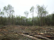 white spruce/aspen patch clearcut with single and group tree retention