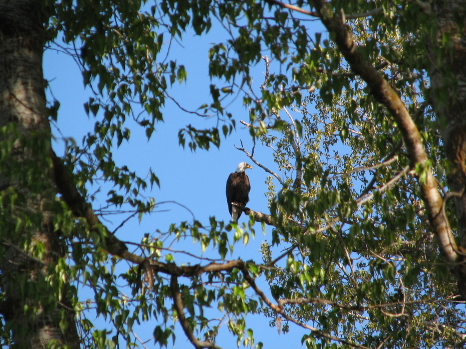 Eagle in the Tree