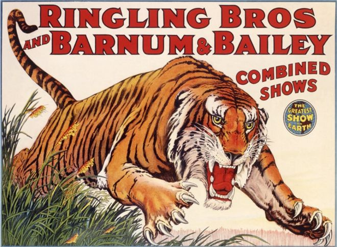 Ringling Brothers and Barnum Bailey Circus Tiger - large