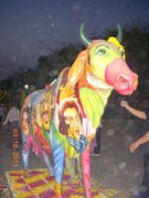 Holy Cow...Holi Festival, New Delhi